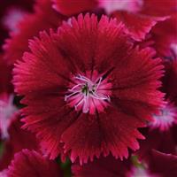 Floral Lace™ Crimson Dianthus
