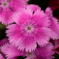 Floral Lace™ Lilac Dianthus