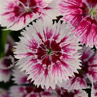 Floral Lace™ Picotee Dianthus