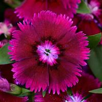 Floral Lace™ Purple Dianthus