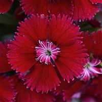 Floral Lace™ Red Dianthus