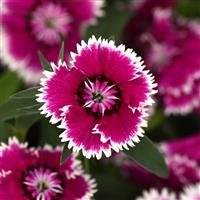 Floral Lace™ Violet Picotee Dianthus