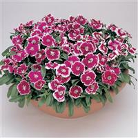 Floral Lace™ Violet Picotee Dianthus
