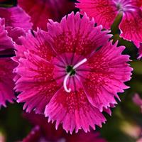 Ideal Select™ Raspberry Dianthus