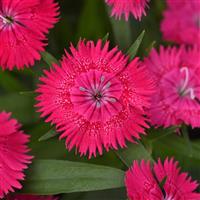 Ideal Select™ Rose Dianthus