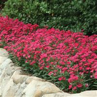 Ideal Select™ Rose Dianthus