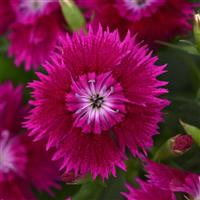 Ideal Select™ Violet Dianthus