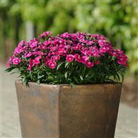 Ideal Select™ Violet Dianthus