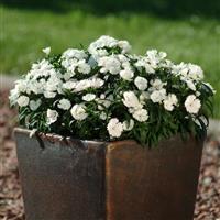 Ideal Select™ White Dianthus