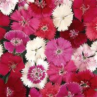 Ideal Select™ Mixture Dianthus