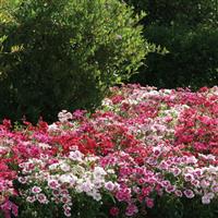 Ideal Select™ Mixture Dianthus