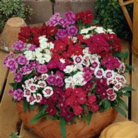 Ideal Select™ Mixture Dianthus
