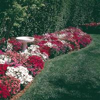 Ideal Select™ Mixture Dianthus