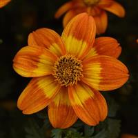 Bee Happy™ Orange Bidens