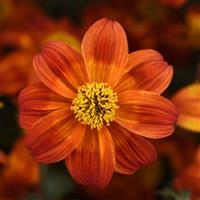 Bee Happy™ Red Bidens