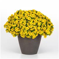 Cabaret<sup>®</sup> Yellow Calibrachoa