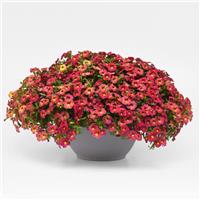 Cabaret<sup>®</sup> Diva Pink Calibrachoa