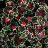 Lava Rose Coleus