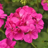 Fantasia<sup>®</sup> Blue Zonal Geranium