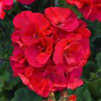 Presto™ Fuchsia Zonal Geranium