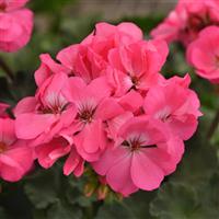 Presto™ Pink Zonal Geranium