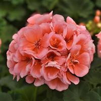 Presto™ Salmon Zonal Geranium