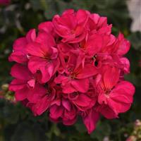 Presto™ Violet Zonal Geranium