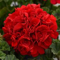 Presto™ Dark Red Zonal Geranium