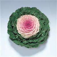 Pigeon Victoria Flowering Kale