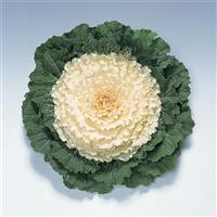 Pigeon White Flowering Kale