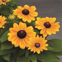 Claire Orange Rudbeckia