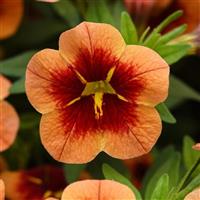 Bumble Bee™ Orange Calibrachoa