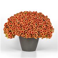 Bumble Bee™ Orange Calibrachoa