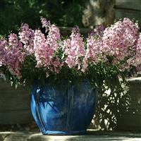 AngelMist<sup>®</sup> Spreading Pink Angelonia