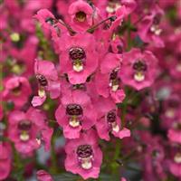 Archangel™ Coral Angelonia