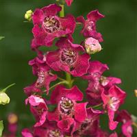 Archangel™ Fuchsia Angelonia