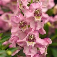Archangel™ Light Pink Angelonia