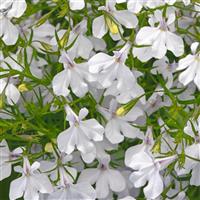 Waterfall™ White Blush Lobelia