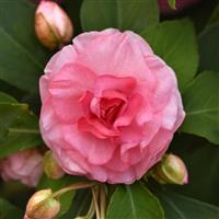 Glimmer™ Pink Double Impatiens