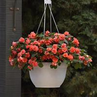 Glimmer™ Salmon Double Impatiens