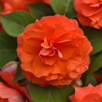 Glimmer™ Salmon Double Impatiens
