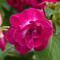 Glimmer™ Purple Stardust Double Impatiens