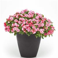 Glimmer™ Strawberry Sparkler Double Impatiens