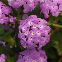 Purple Falls Lantana
