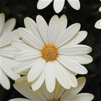 Voltage™ White Osteospermum