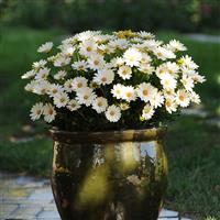 Voltage™ White Osteospermum