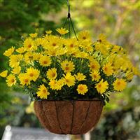 Voltage™ Yellow Osteospermum