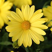 Voltage™ Yellow Osteospermum