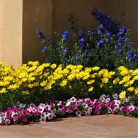 Voltage™ Yellow Osteospermum