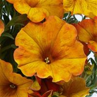 SuperCal<sup>®</sup> Premium Sunset Orange Petchoa